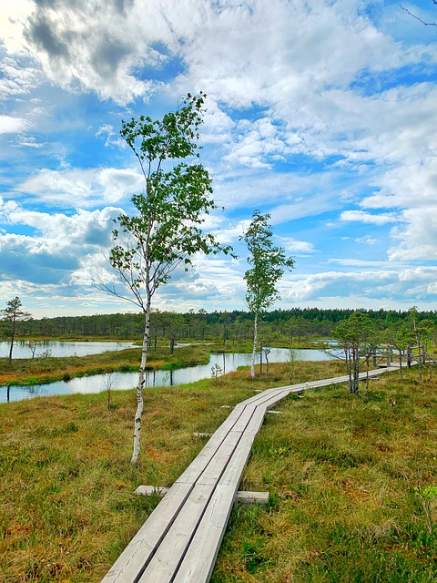 Free Swamp Birch photo and picture