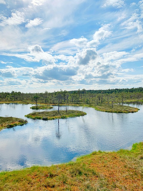 Free Swamp Pond photo and picture