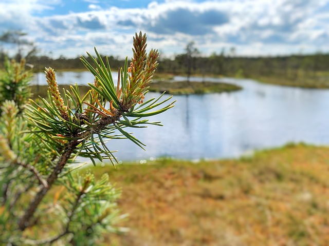 Free Swamp Pine photo and picture