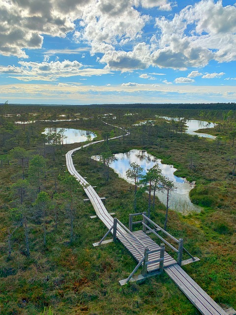 Free Swamp Pond photo and picture