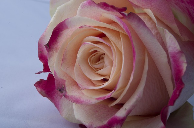 Trandafir, Floare De Trandafir, Floare