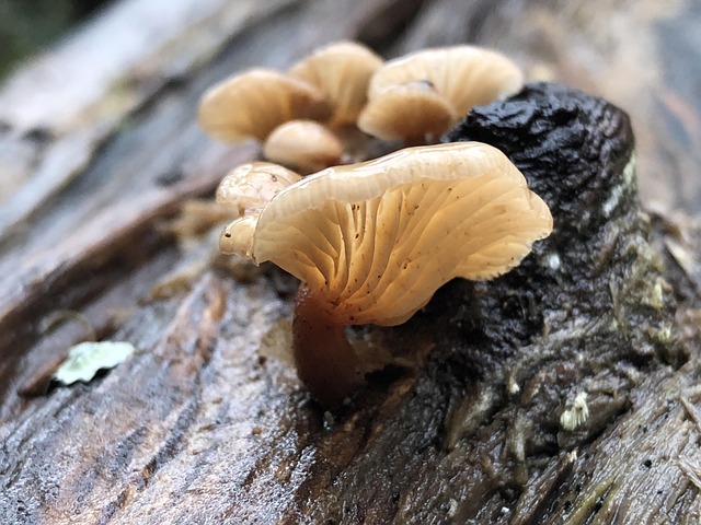 Ciupercă, Ciuperci, Ciuperca, Pădure