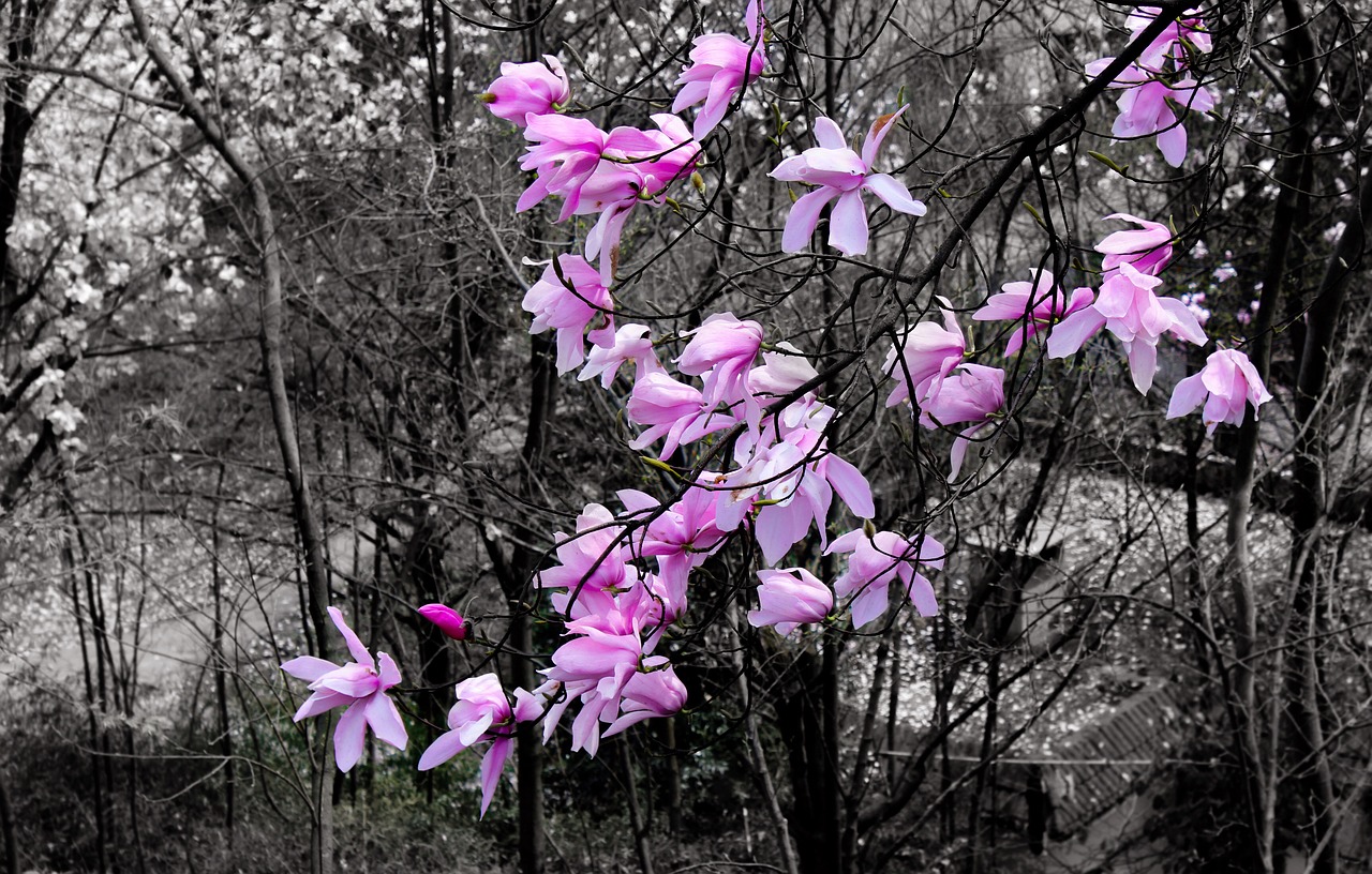 Flower Trees Plant Xin Free photo on Pixabay Pixabay
