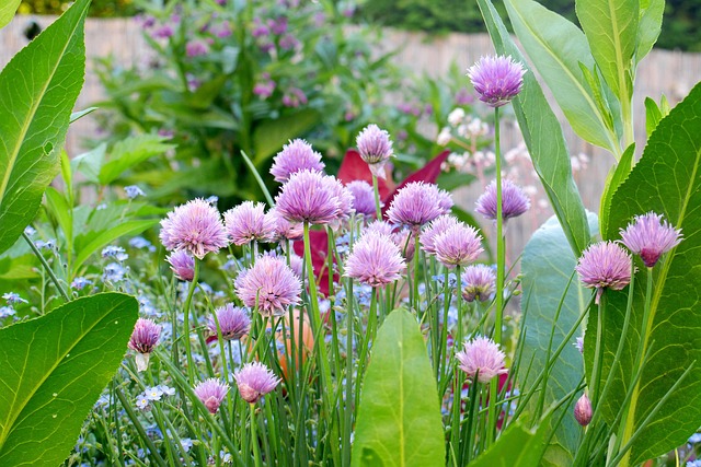Free Garden Blossom photo and picture