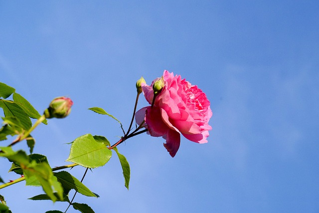 Free Rose Heaven photo and picture