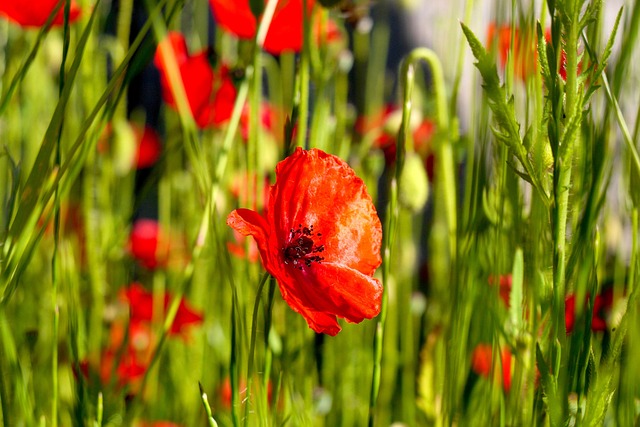 Free Poppy Corn Poppy photo and picture