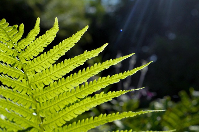 Free Fern Garden photo and picture