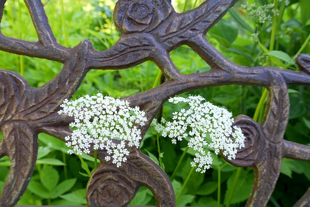 Free Fence Iron Fence photo and picture