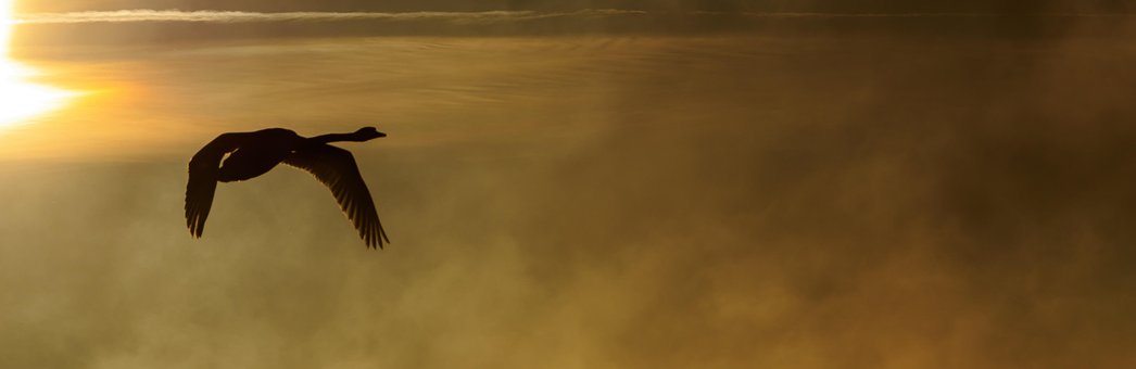 Free Federsee Swan photo and picture
