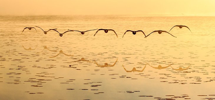 Free Federsee Swan photo and picture