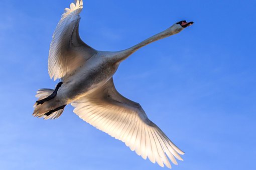 Free Federsee Swan photo and picture