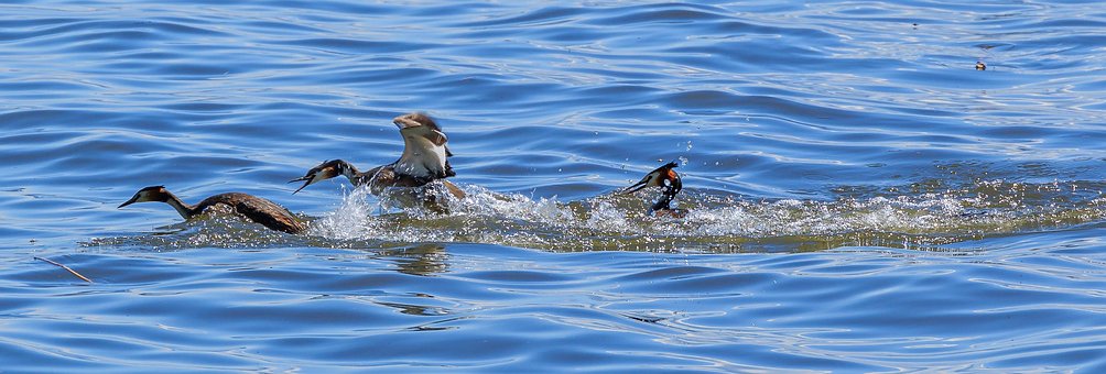 Free Lake Constance Lake photo and picture