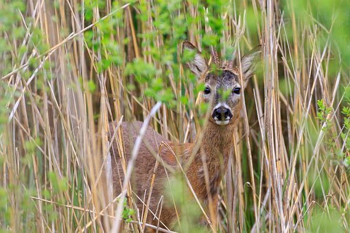 Free Federsee Nature photo and picture