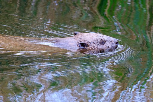 Free Federsee Nature photo and picture