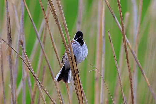Free Federsee Nature photo and picture