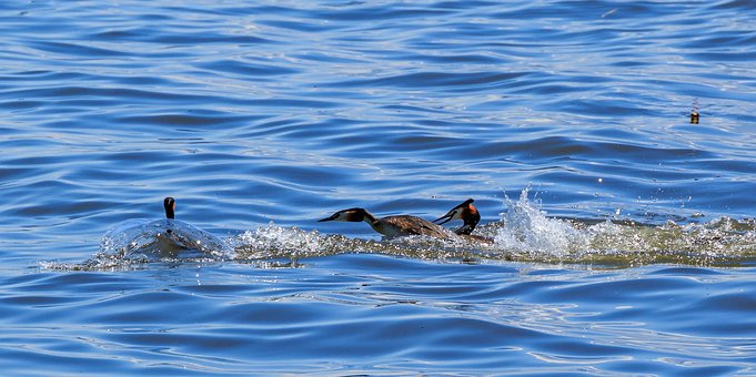 Free Lake Constance Lake photo and picture