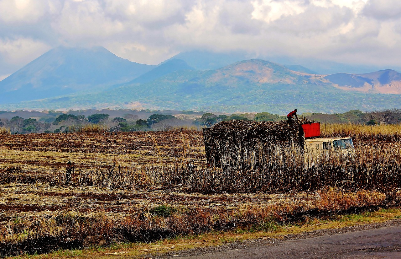 Sugar Cane - free online jigsaw puzzle photo