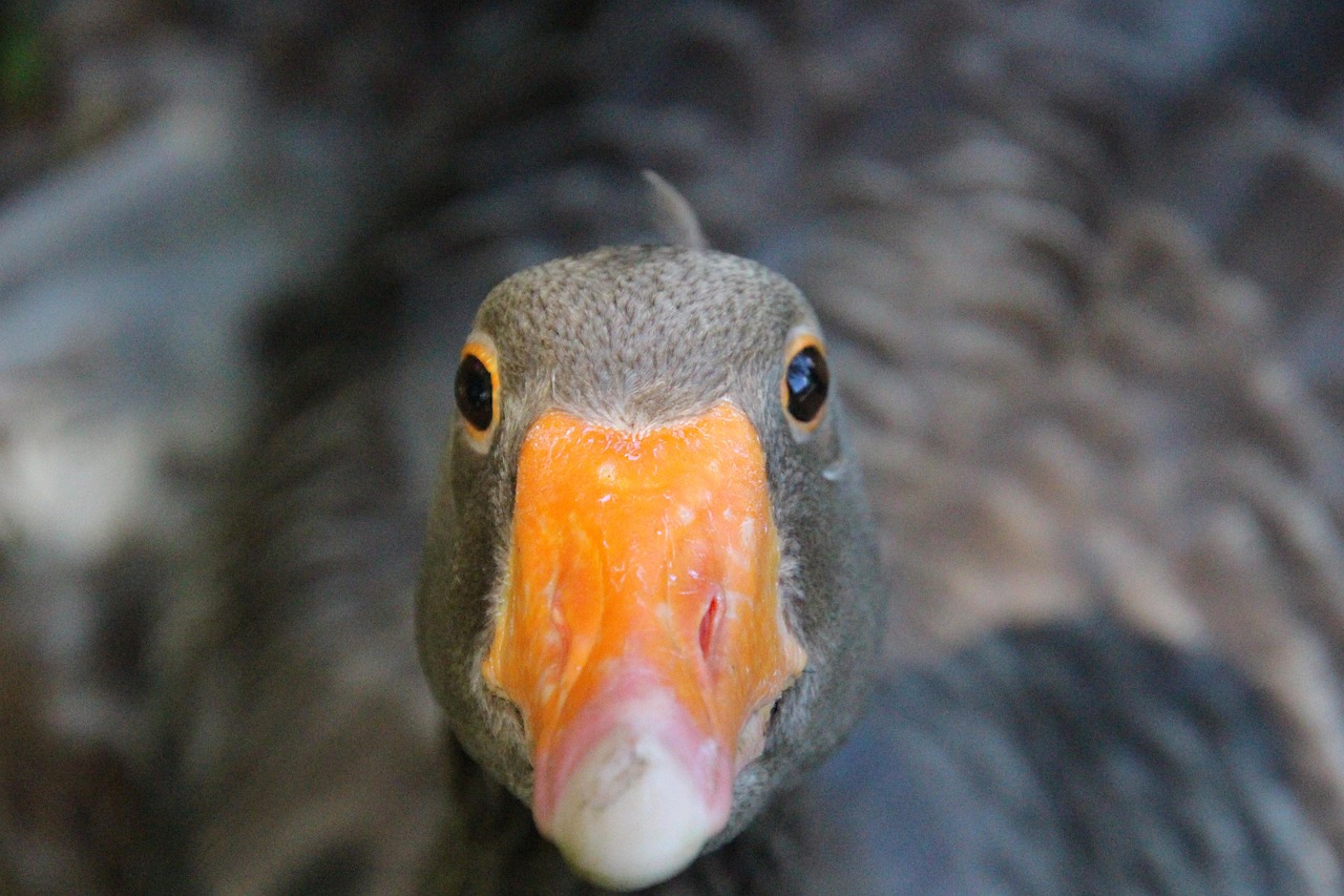 https://cdn.pixabay.com/photo/2019/06/02/14/43/goose-4246584_1280.jpg