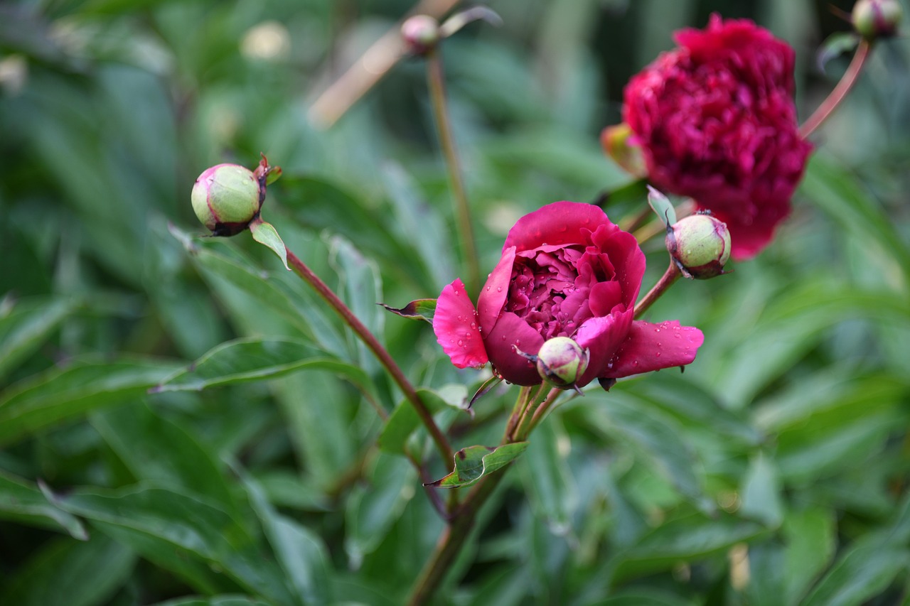 Pivoine Fleur Bloom Photo Gratuite Sur Pixabay Pixabay