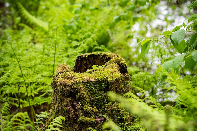 Boom, Stomp, Natuur, Groente, Kofferbak