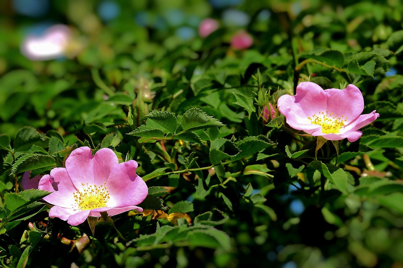 1 000 Free Wild Rose Nature Images Pixabay 1 000 Free Wild Rose Nature Images Pixabay
