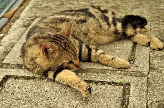 Free Cat Stray Cat photo and picture