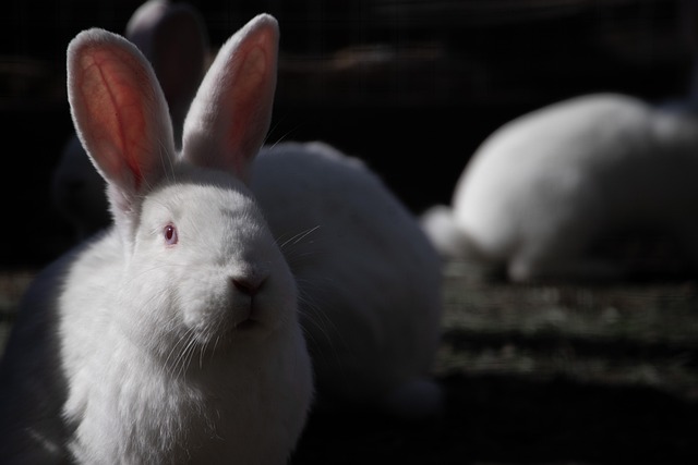 Free Rabbit Rabbits photo and picture