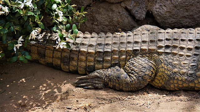 Free Crocodile Alligator photo and picture