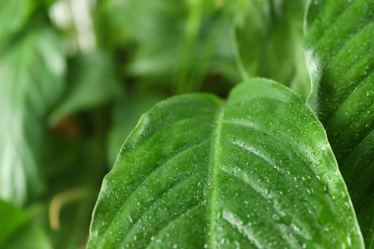 Leaves - free online jigsaw puzzle photo