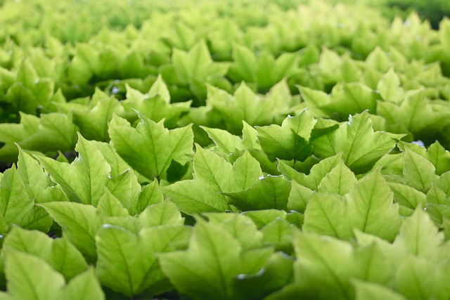 Free Wine Leaves photo and picture