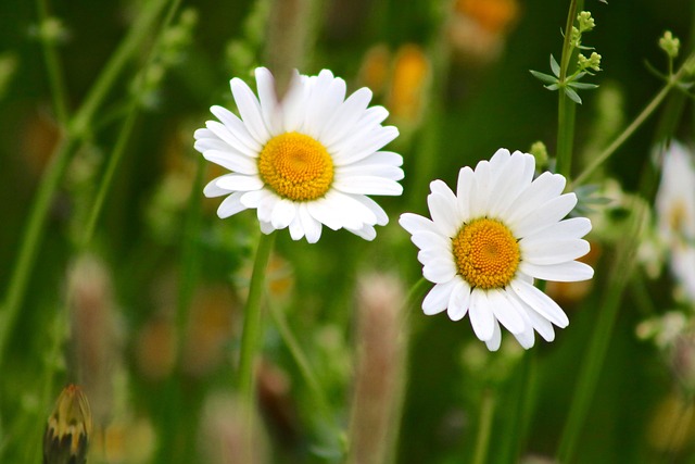 Free Marguerite Flower photo and picture