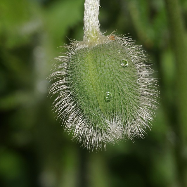 Papaver, Natuur, Knop, De Lente, Plant