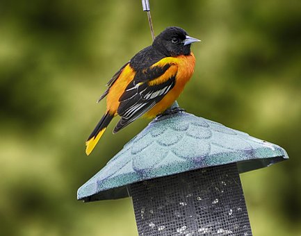 Free Beautiful Bird Beauty Shows photo and picture
