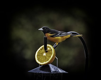 Free Beautiful Bird Beauty Shows photo and picture