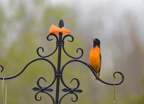 Free Beautiful Bird Beauty Shows photo and picture