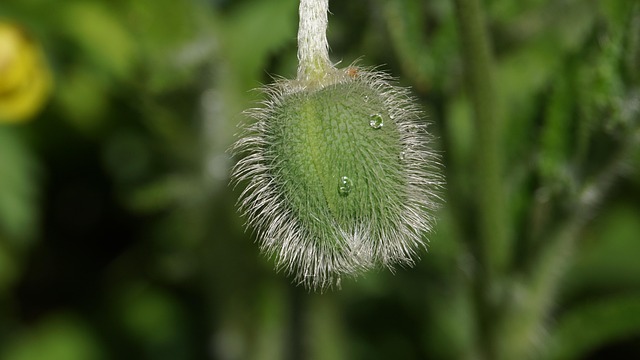 Papaver, Knop, Bloem Behang, Bloem