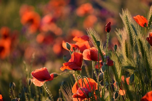 Free Poppies Flowers photo and picture