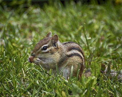 Free Hungry Chipmunk Green Grass photo and picture