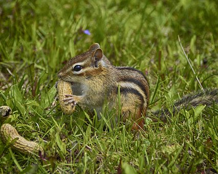Free Hungry Chipmunk Mac Wallpaper photo and picture