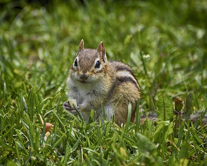 Free Hungry Chipmunk Free Wallpaper photo and picture
