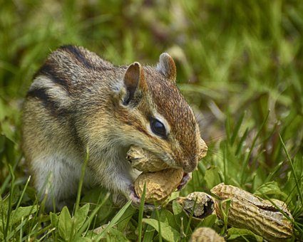 Free Hungry Chipmunk Green Grass photo and picture