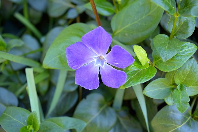 Free Evergreen Macro photo and picture