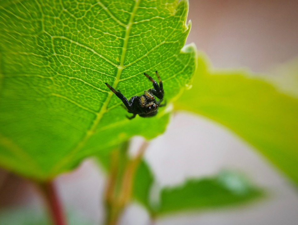 Araña Insecto Macro - Foto gratis en Pixabay - Pixabay