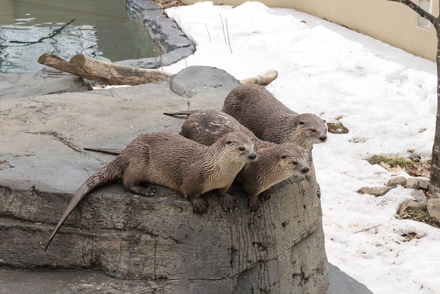 Free Otter Wet photo and picture