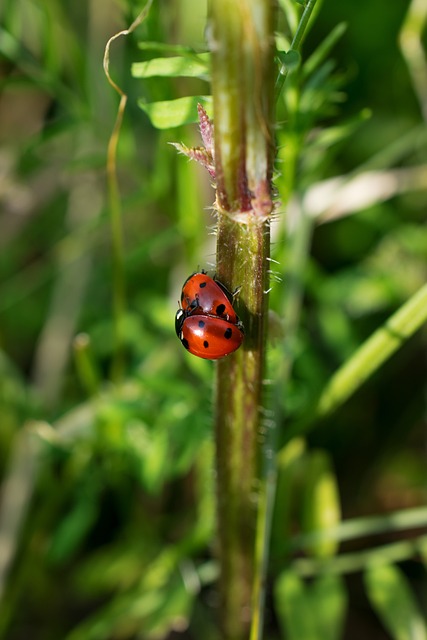Free Ladybug Spring photo and picture
