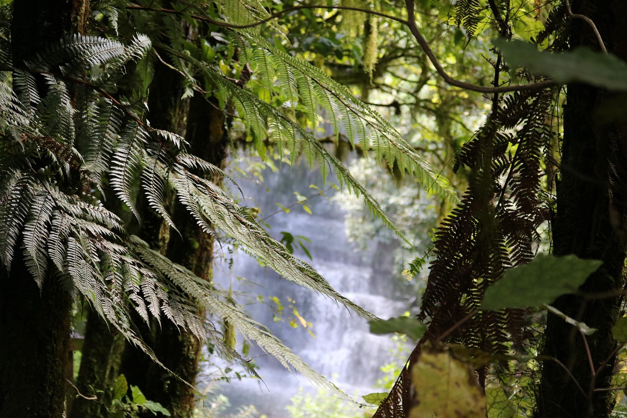 Fern - free online jigsaw puzzle photo