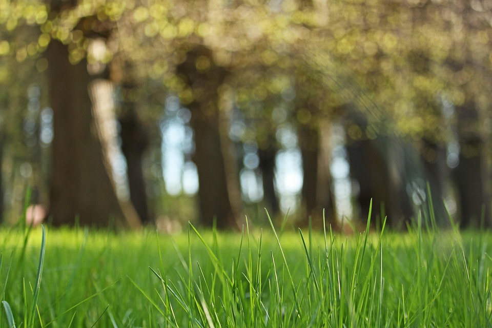 Forest Path In The Park Bank - Free photo on Pixabay - Pixabay