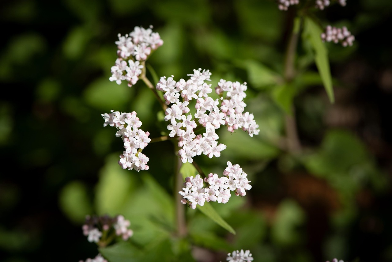Fleurs Blanche Plante Sauvage Photo gratuite sur Pixabay Pixabay — free download