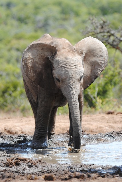 elephant, waterhole, addo, addoelephant park, animal, wildlife, wild, safari, nature, trunk, south africa, africa
