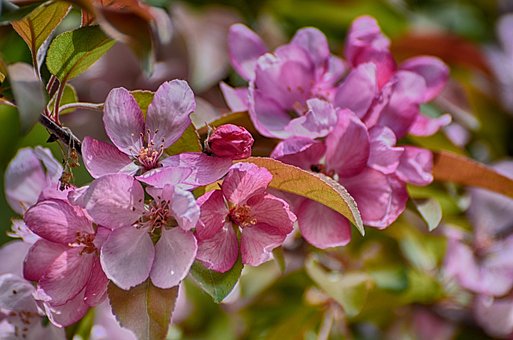Free Flowers Blooming Apple Flowers photo and picture